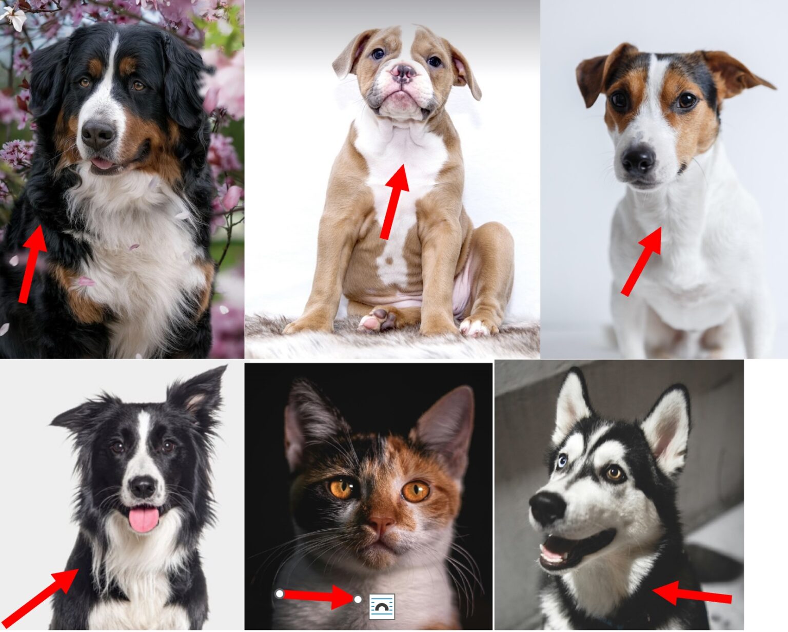 Bevorzugte Entnahmestelle der Fellprobe bei Hunden und Katzen – roter Pfeil markiert die empfohlene Stelle